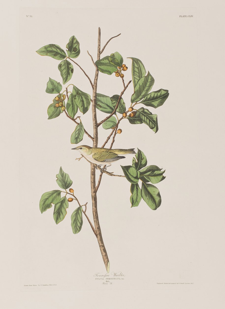 Illusztráció a "Birds of America"-ból alkotó: John James Audubon