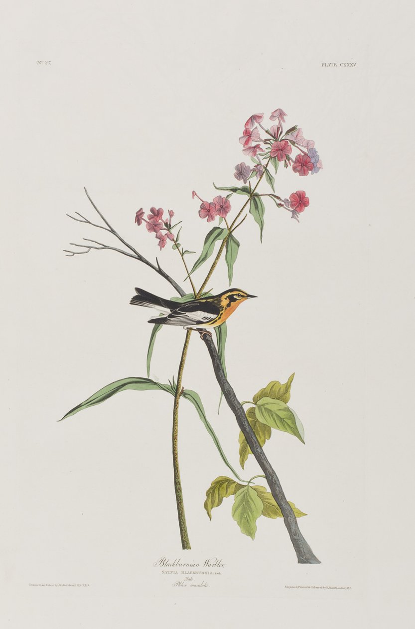 Illusztráció a "Birds of America"-ból alkotó: John James Audubon