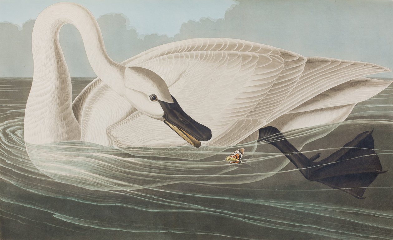 Illusztráció a "Birds of America"-ból alkotó: John James Audubon