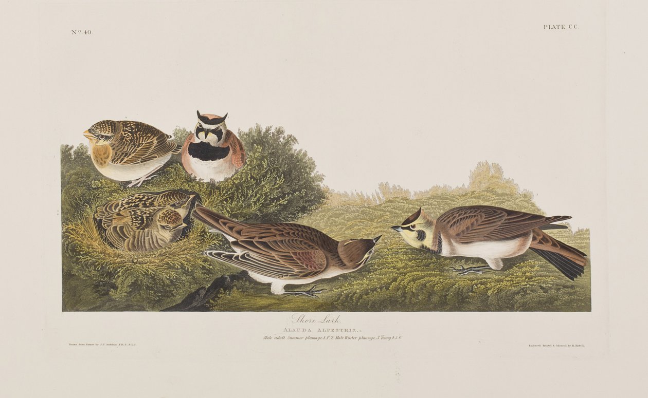 Illusztráció a "Birds of America"-ból alkotó: John James Audubon