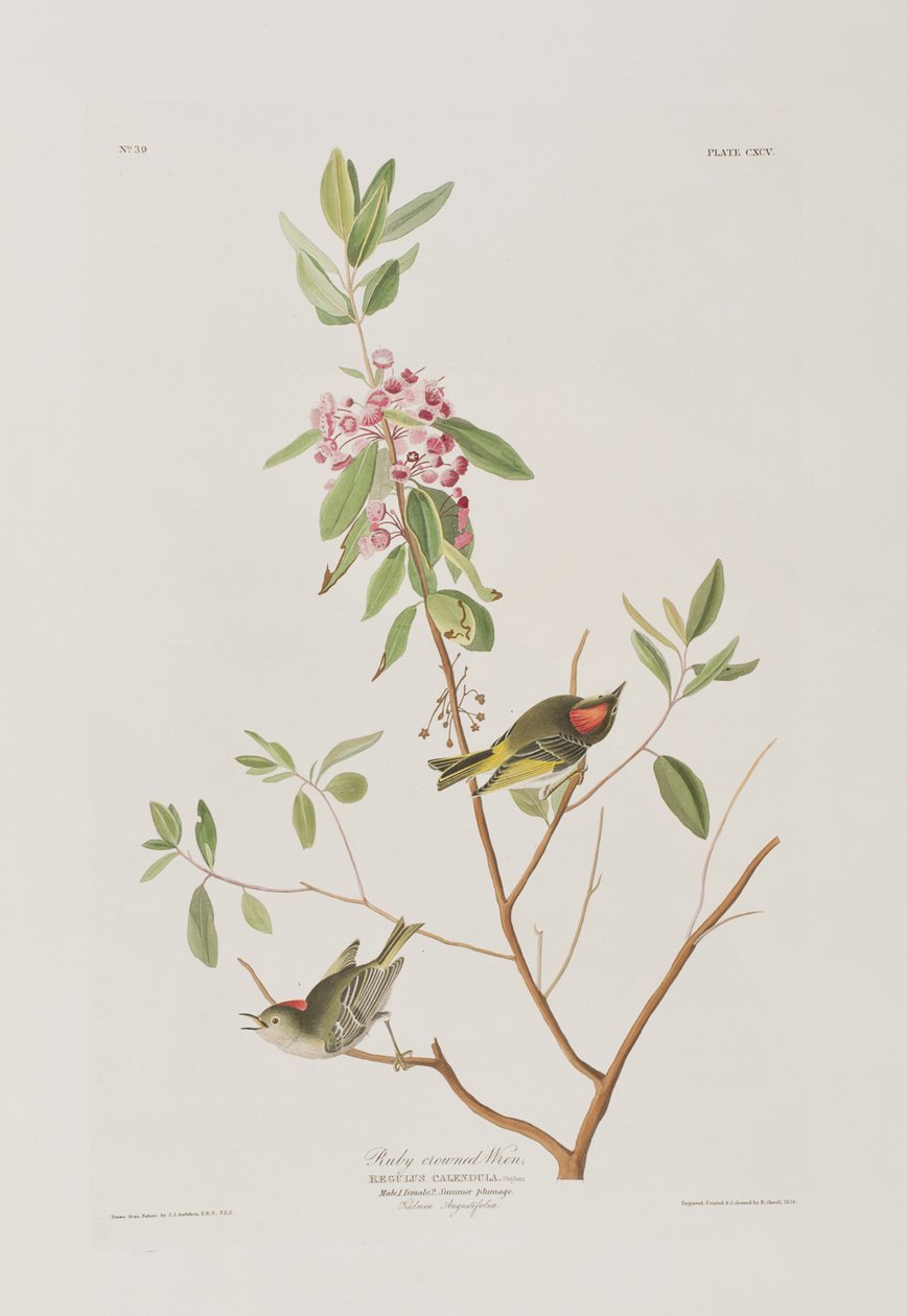 Illusztráció a "Birds of America"-ból alkotó: John James Audubon
