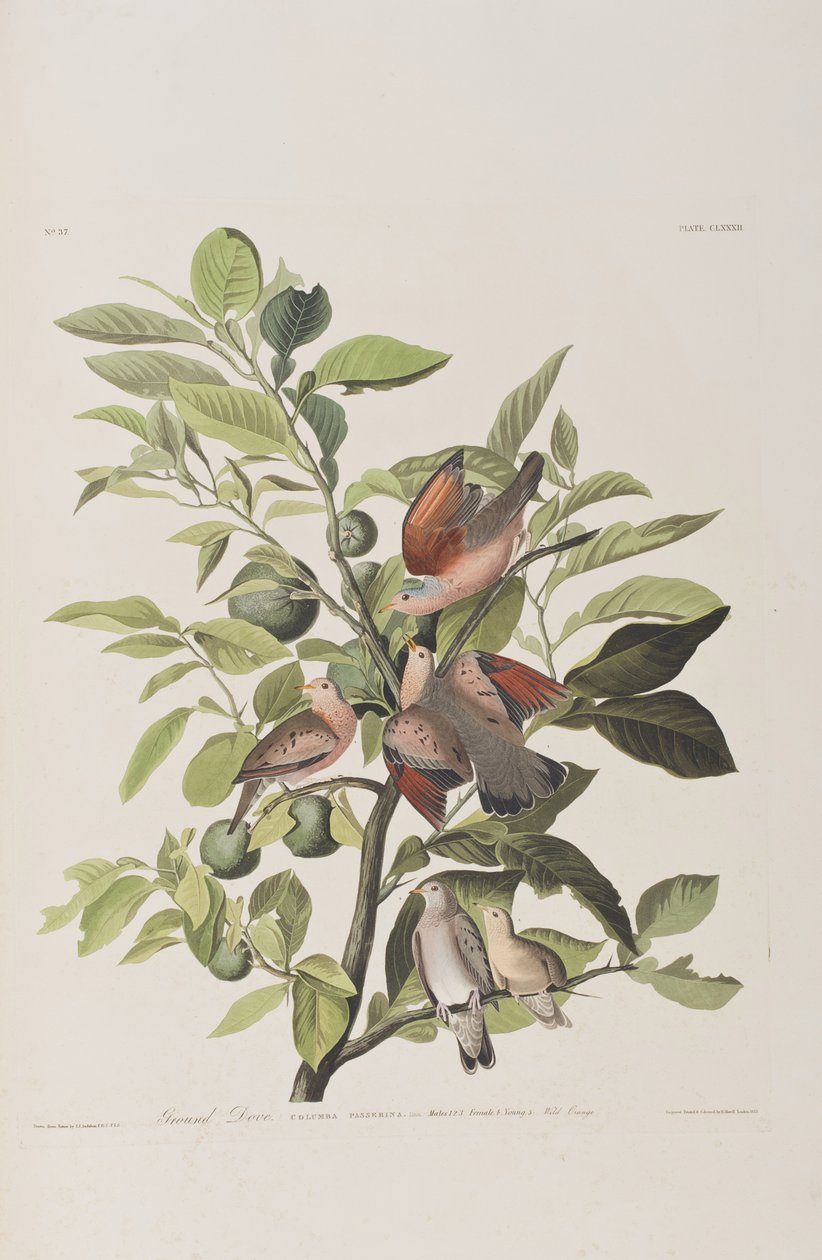 Illusztráció a "Birds of America"-ból alkotó: John James Audubon
