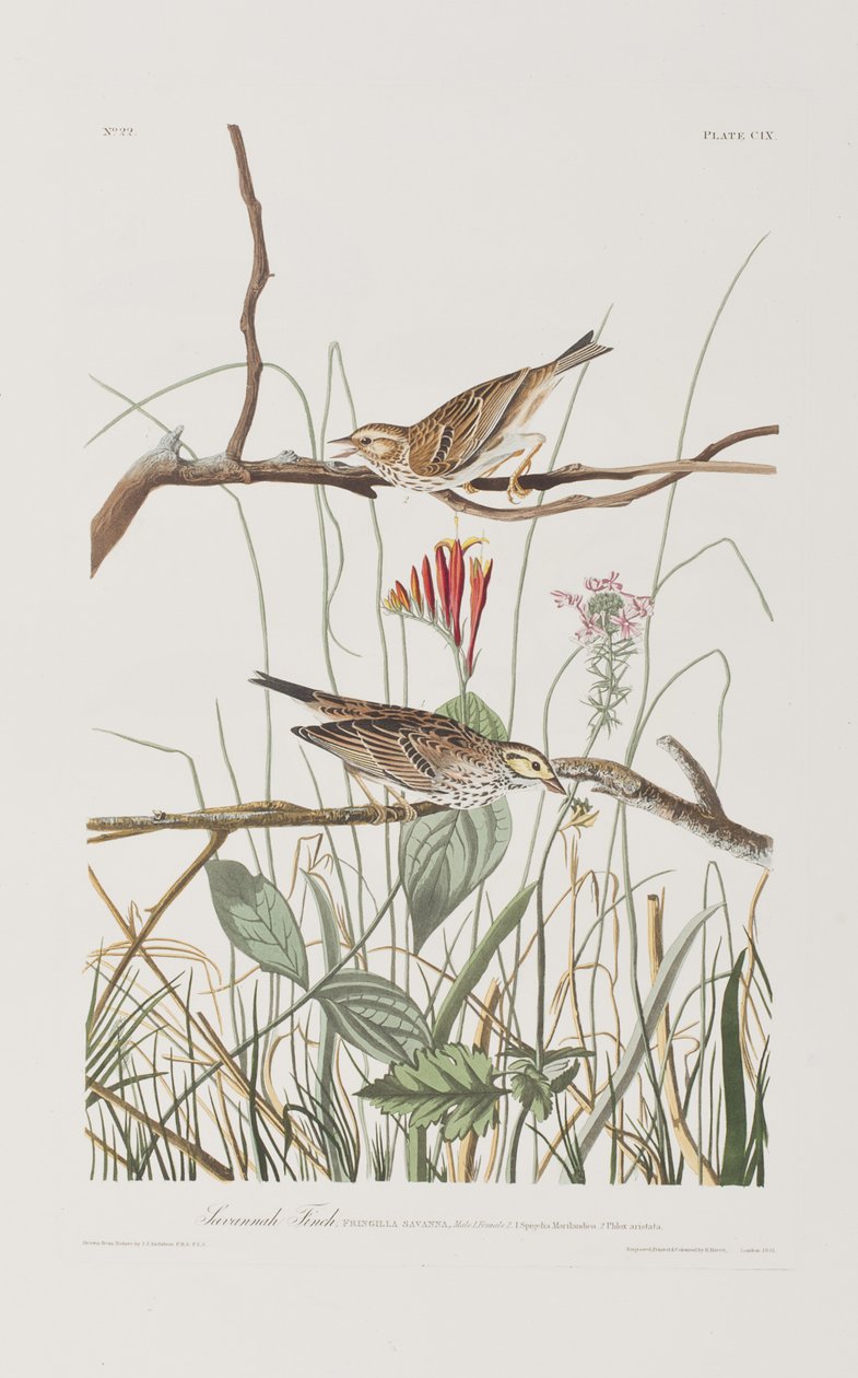 Illusztráció a "Birds of America"-ból alkotó: John James Audubon