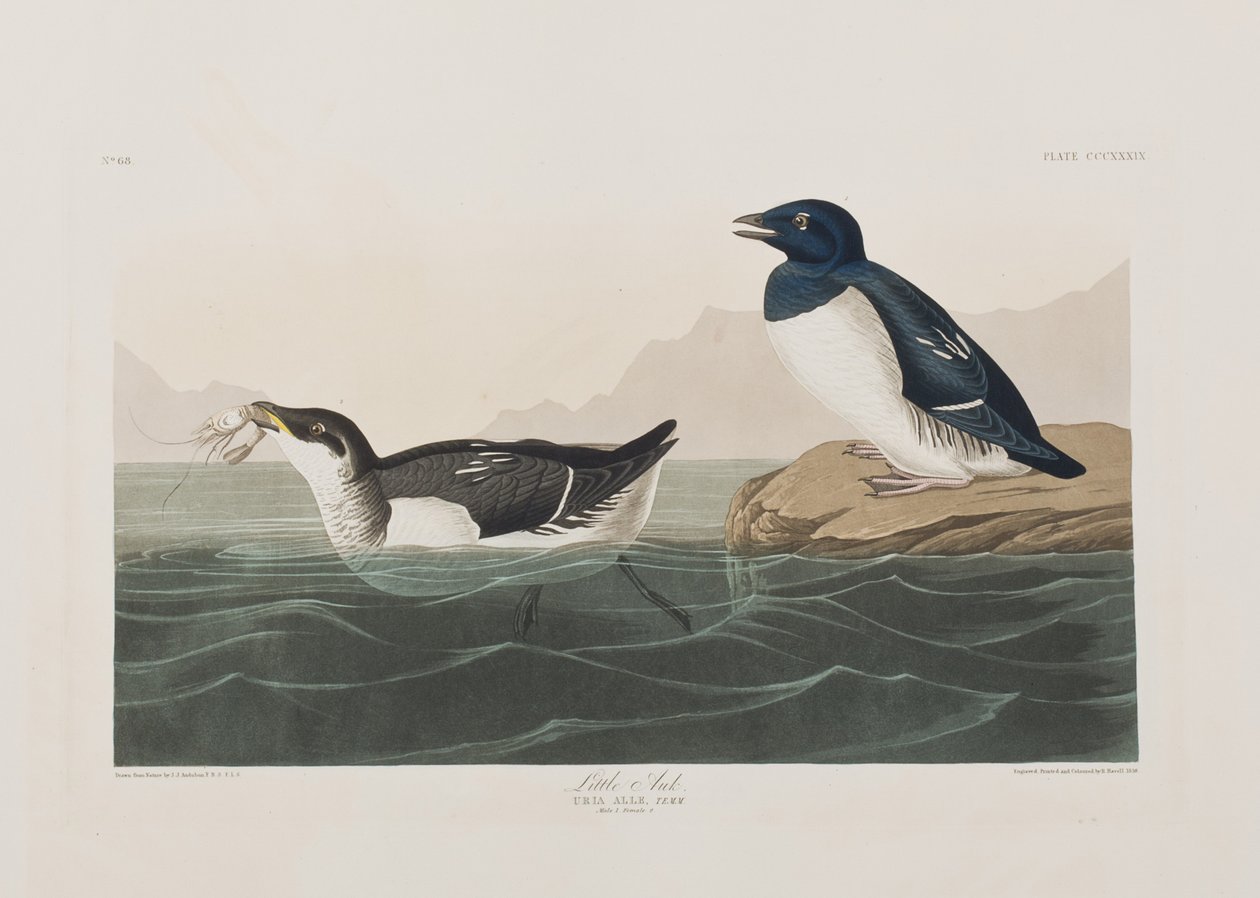 Illusztráció a "Birds of America"-ból alkotó: John James Audubon