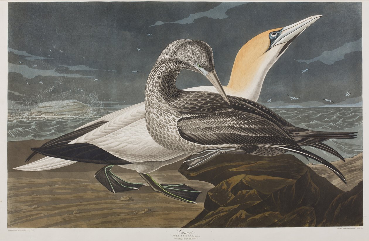 Illusztráció a "Birds of America"-ból alkotó: John James Audubon