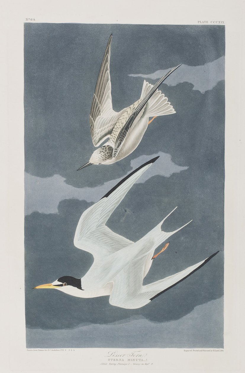 Illusztráció a "Birds of America"-ból alkotó: John James Audubon