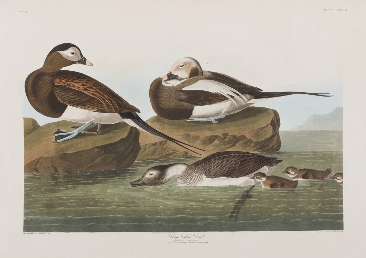 Illusztráció a "Birds of America"-ból alkotó: John James Audubon