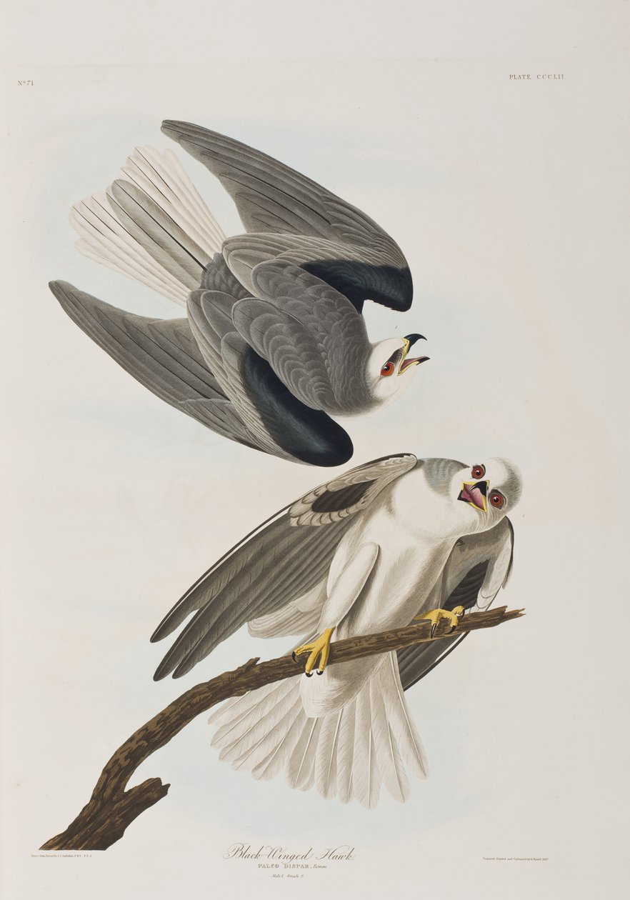 Illusztráció a "Birds of America"-ból alkotó: John James Audubon