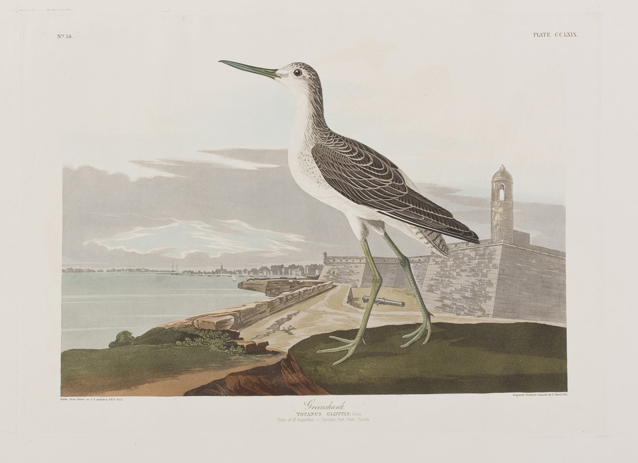 Illusztráció a "Birds of America"-ból alkotó: John James Audubon