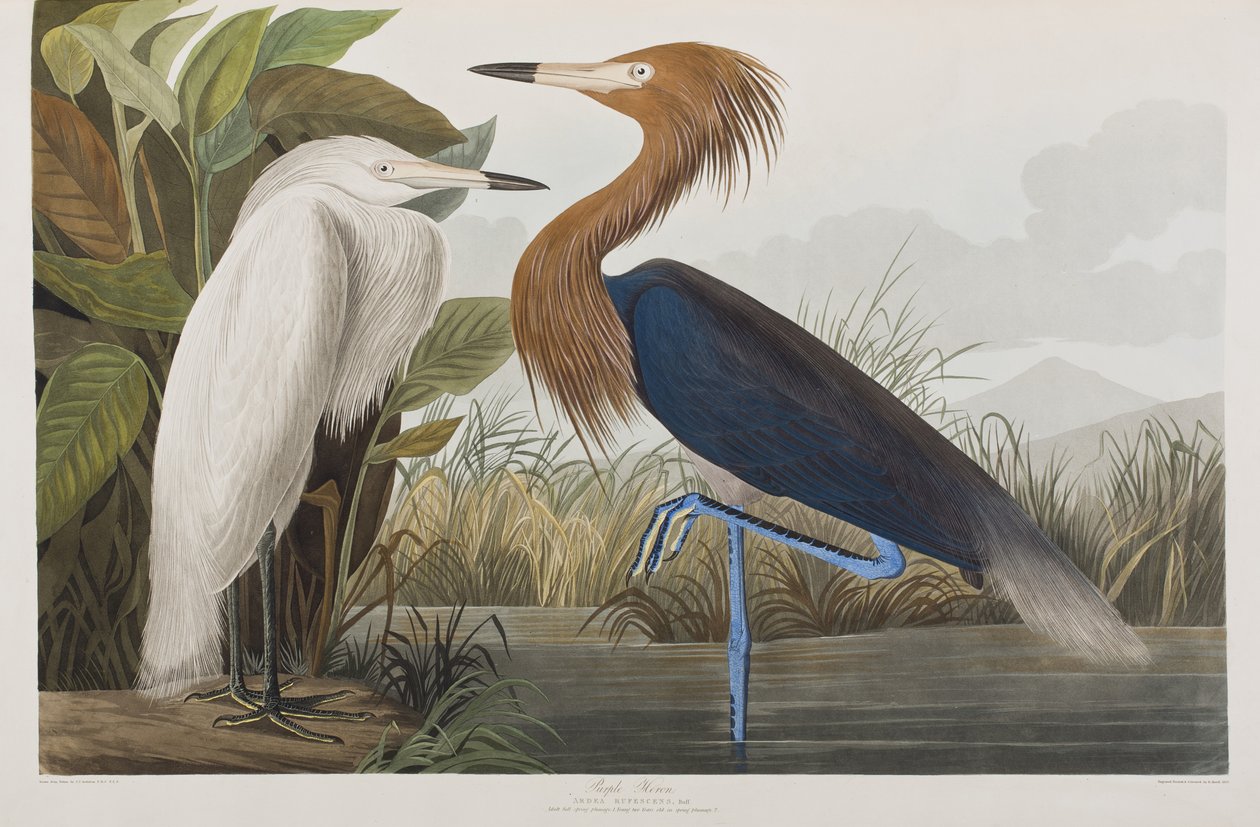 Illusztráció a "Birds of America"-ból alkotó: John James Audubon