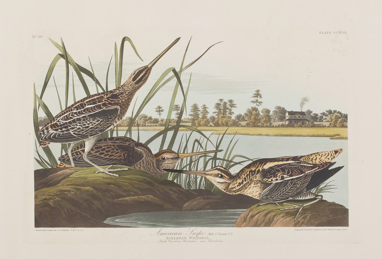 Illusztráció a "Birds of America"-ból alkotó: John James Audubon