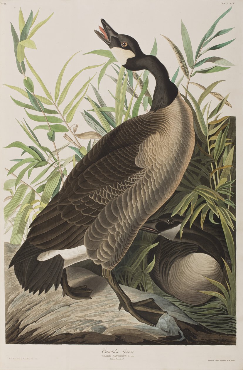 Illusztráció a "Birds of America"-ból alkotó: John James Audubon