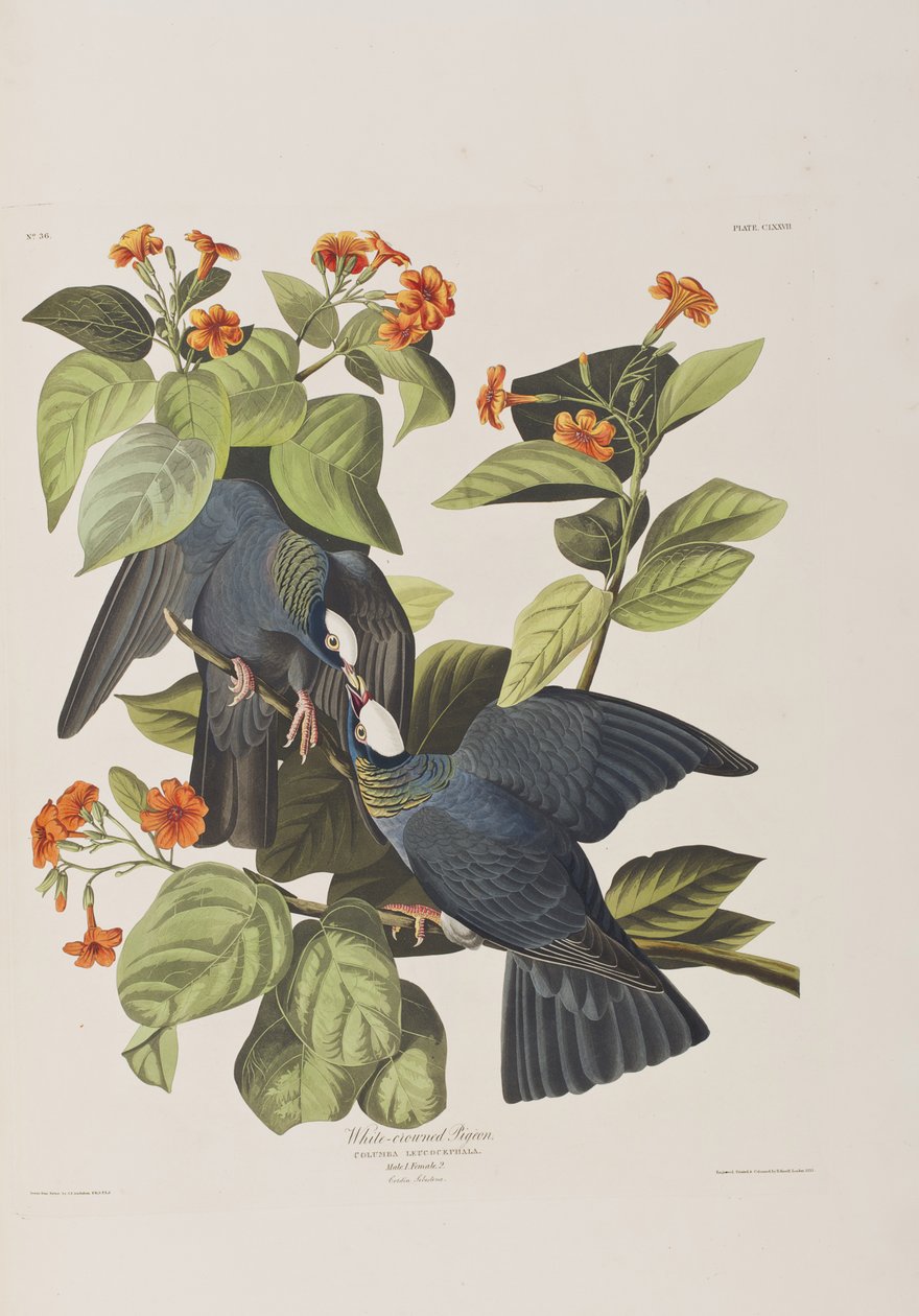 Illusztráció a "Birds of America"-ból alkotó: John James Audubon