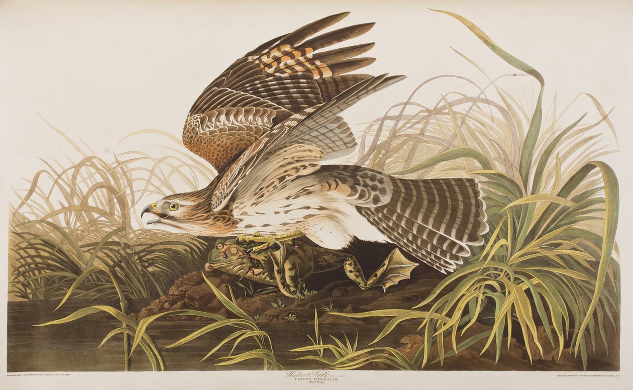 Illusztráció a "Birds of America"-ból alkotó: John James Audubon