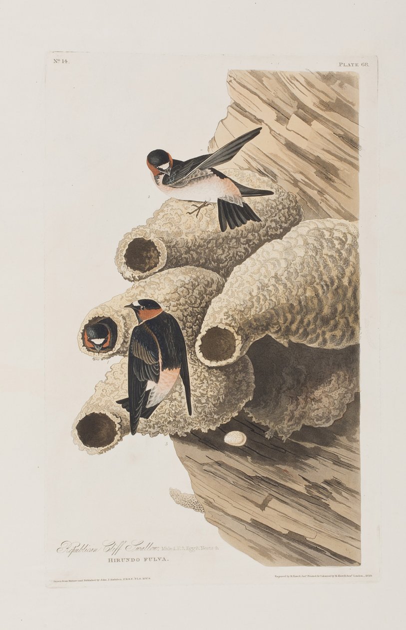 Illusztráció a "Birds of America"-ból alkotó: John James Audubon