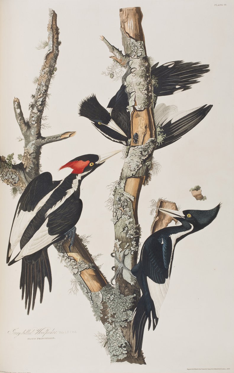 Illusztráció a "Birds of America"-ból alkotó: John James Audubon