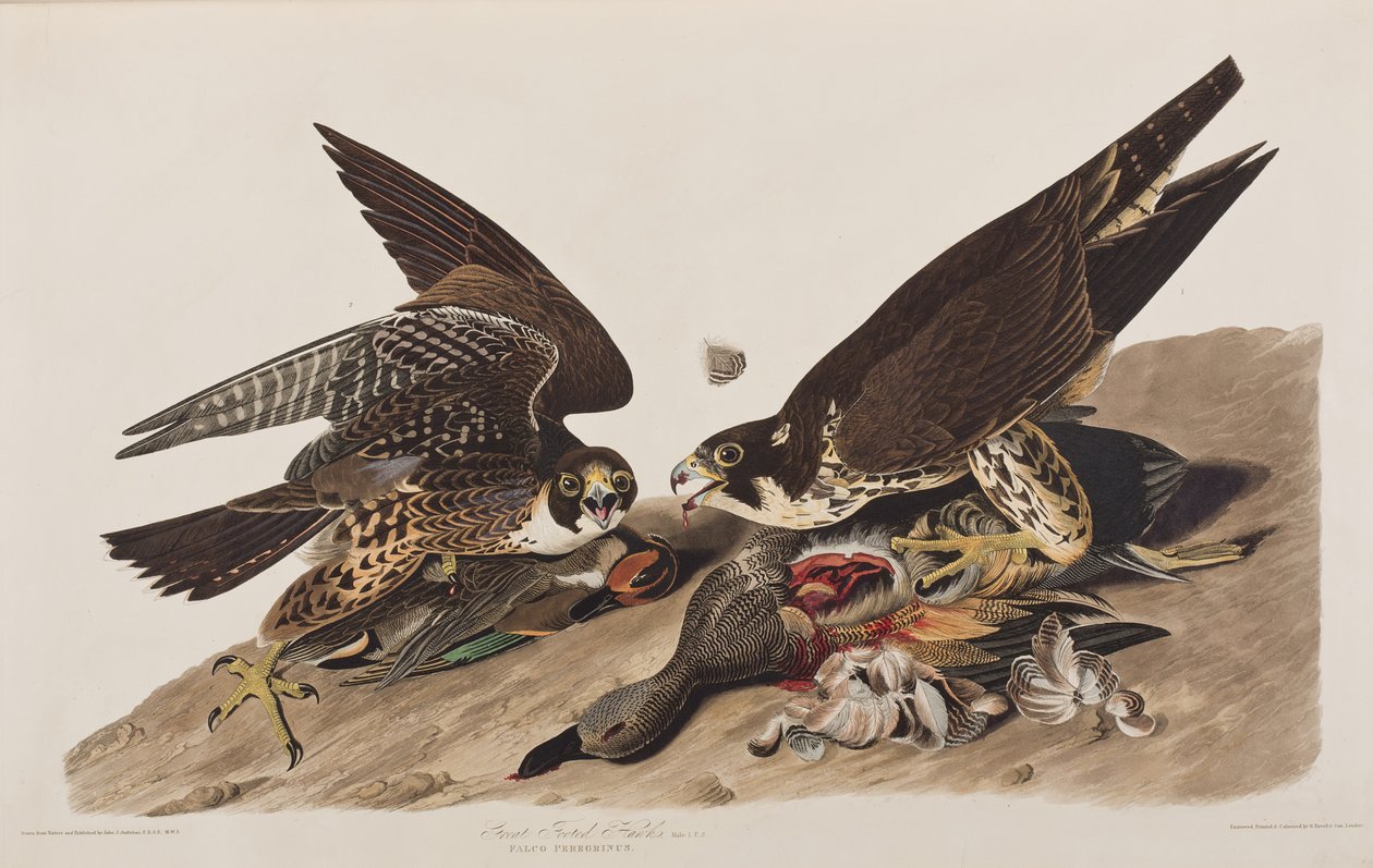 Illusztráció a "Birds of America"-ból alkotó: John James Audubon