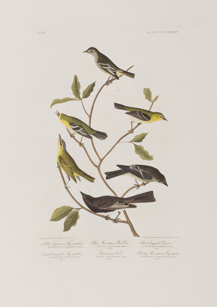 Illusztráció a "Birds of America"-ból alkotó: John James Audubon