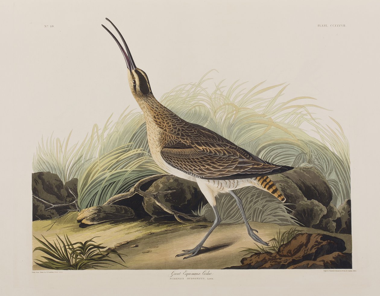 Illusztráció a "Birds of America"-ból alkotó: John James Audubon