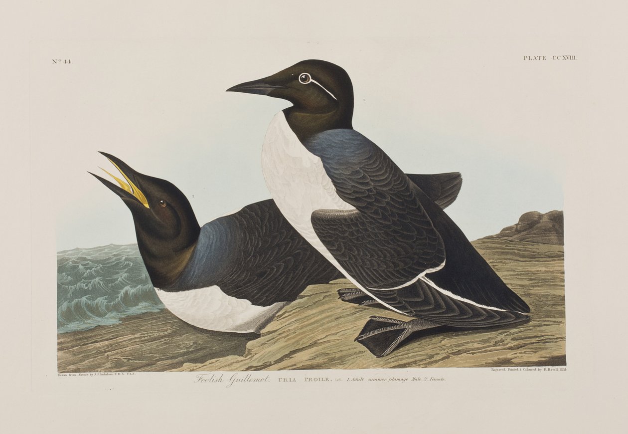 Illusztráció a "Birds of America"-ból alkotó: John James Audubon
