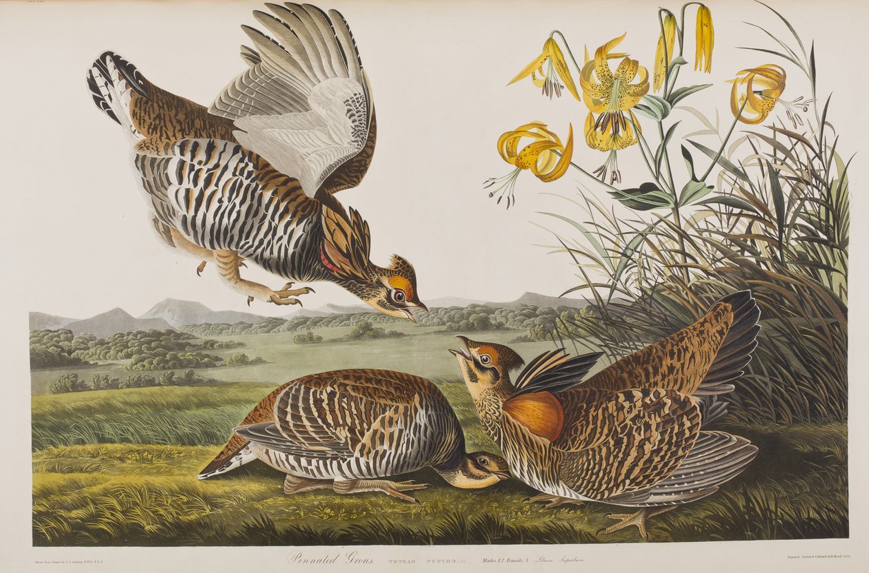 Illusztráció a "Birds of America"-ból alkotó: John James Audubon