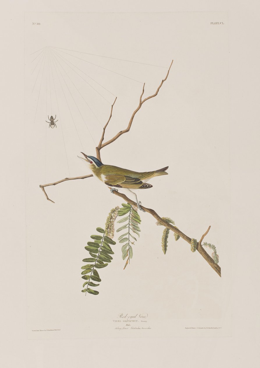 Illusztráció a "Birds of America"-ból alkotó: John James Audubon