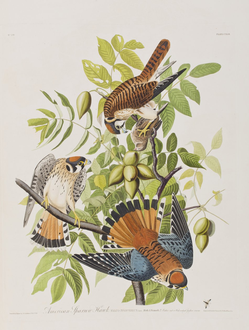 Illusztráció a "Birds of America"-ból alkotó: John James Audubon