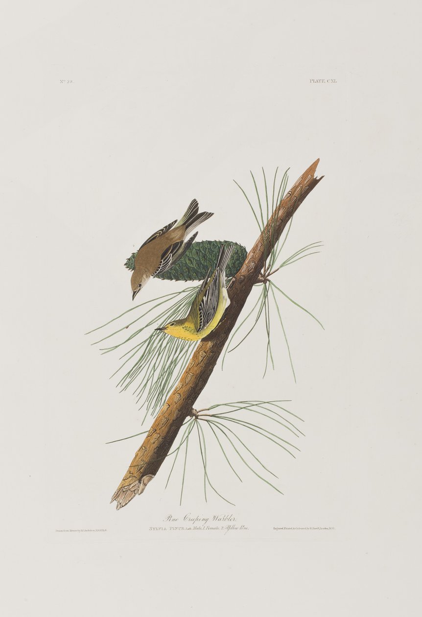 Illusztráció a "Birds of America"-ból alkotó: John James Audubon