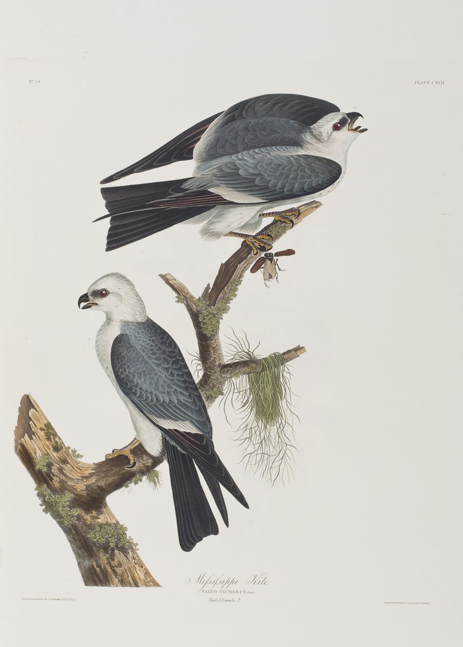 Illusztráció a "Birds of America"-ból alkotó: John James Audubon