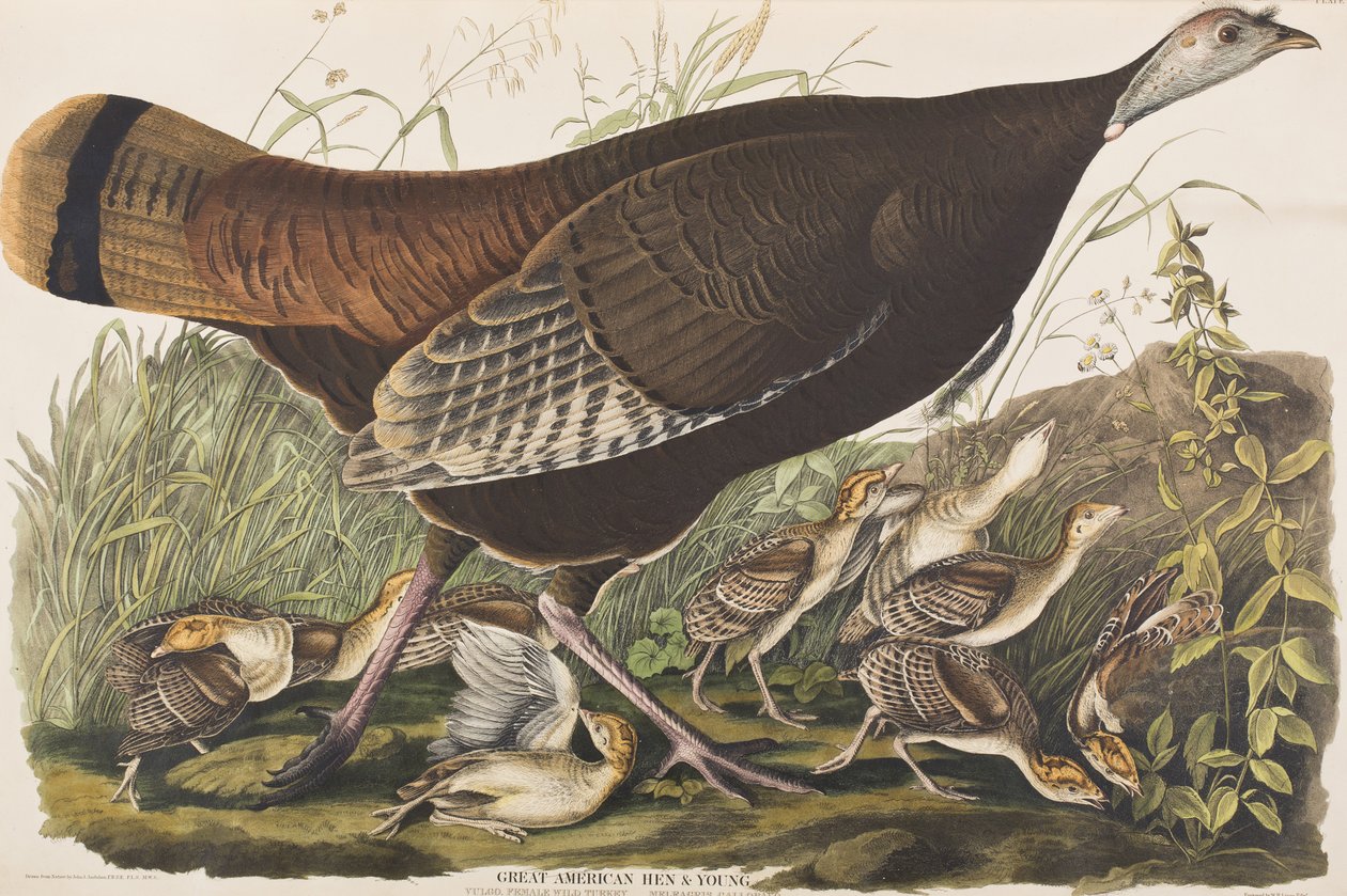 Illusztráció a "Birds of America"-ból alkotó: John James Audubon