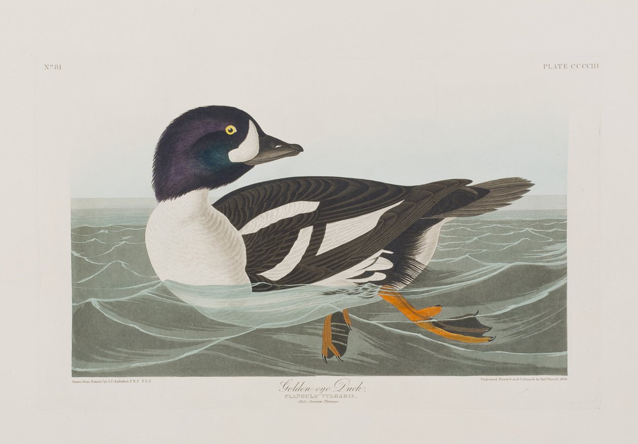 Illusztráció a "Birds of America"-ból alkotó: John James Audubon
