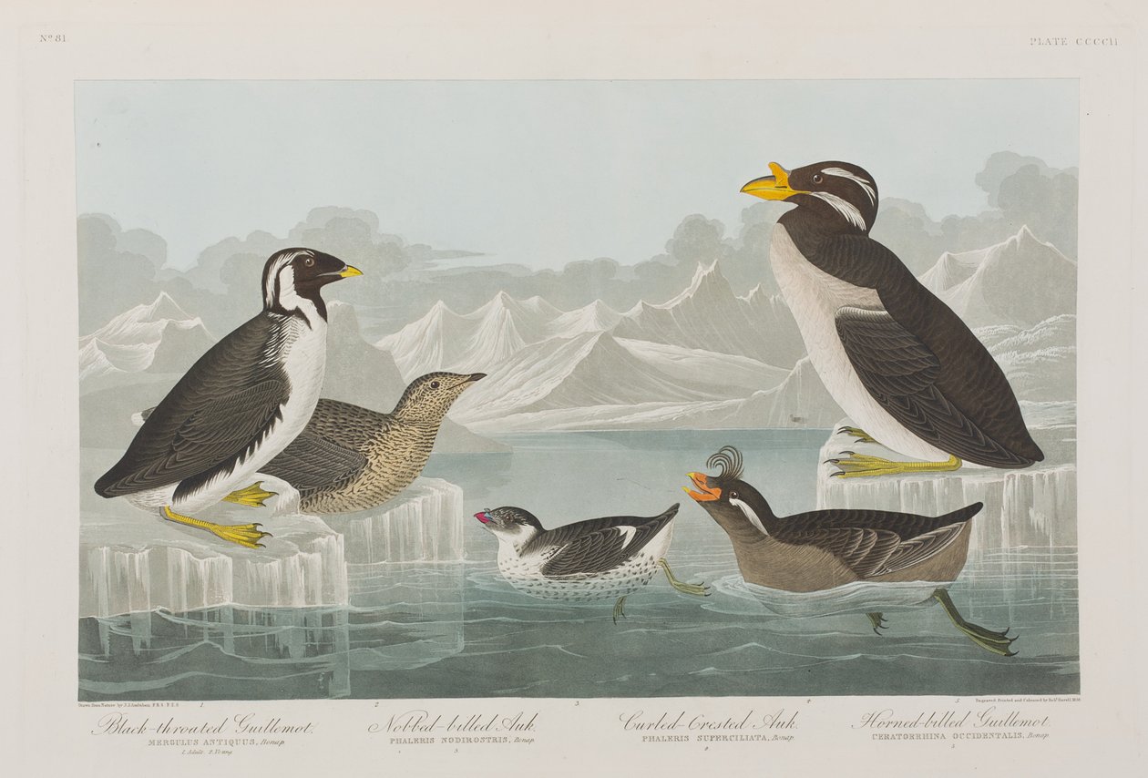 Illusztráció a "Birds of America"-ból alkotó: John James Audubon