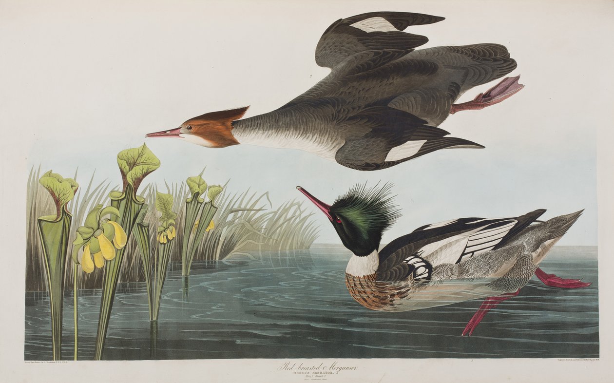 Illusztráció a "Birds of America"-ból alkotó: John James Audubon