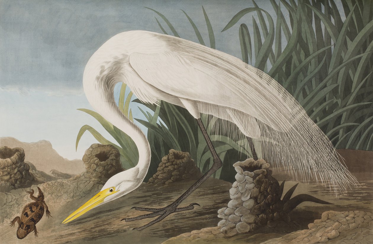Illusztráció a "Birds of America"-ból alkotó: John James Audubon