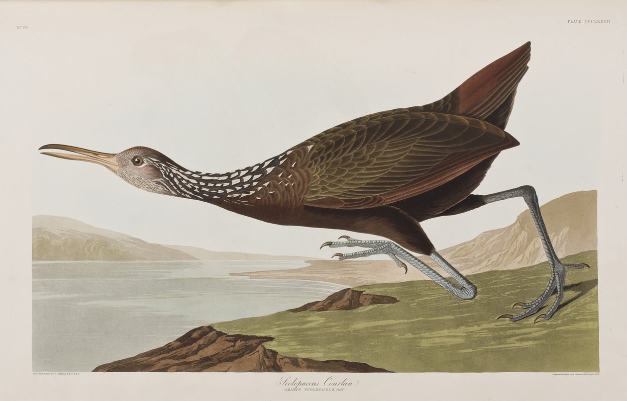 Illusztráció a "Birds of America"-ból alkotó: John James Audubon