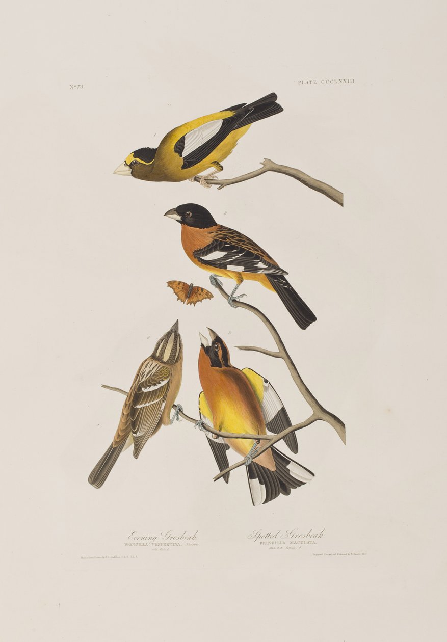 Illusztráció a "Birds of America"-ból alkotó: John James Audubon