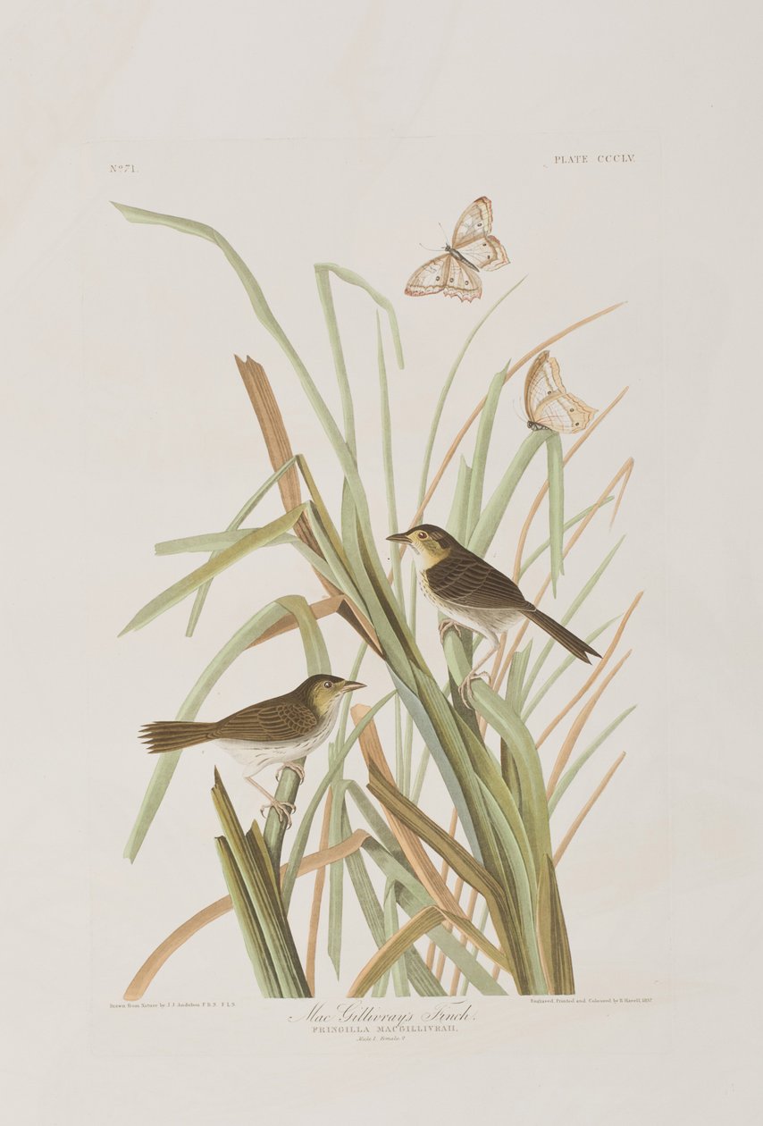 Illusztráció a "Birds of America"-ból alkotó: John James Audubon