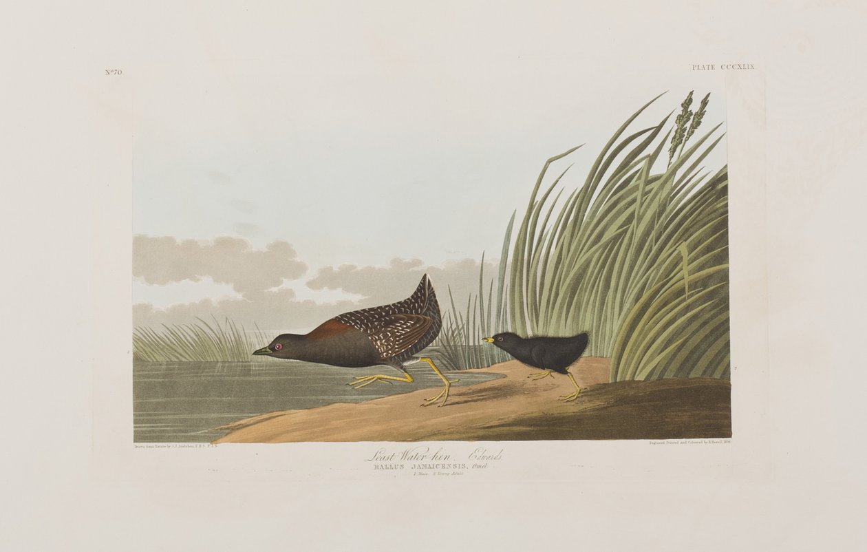 Illusztráció a "Birds of America"-ból alkotó: John James Audubon