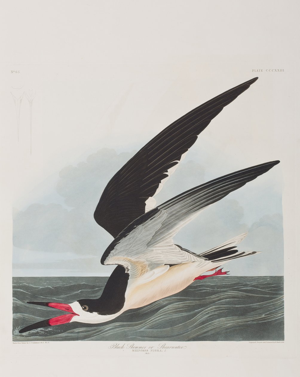 Illusztráció a "Birds of America"-ból alkotó: John James Audubon