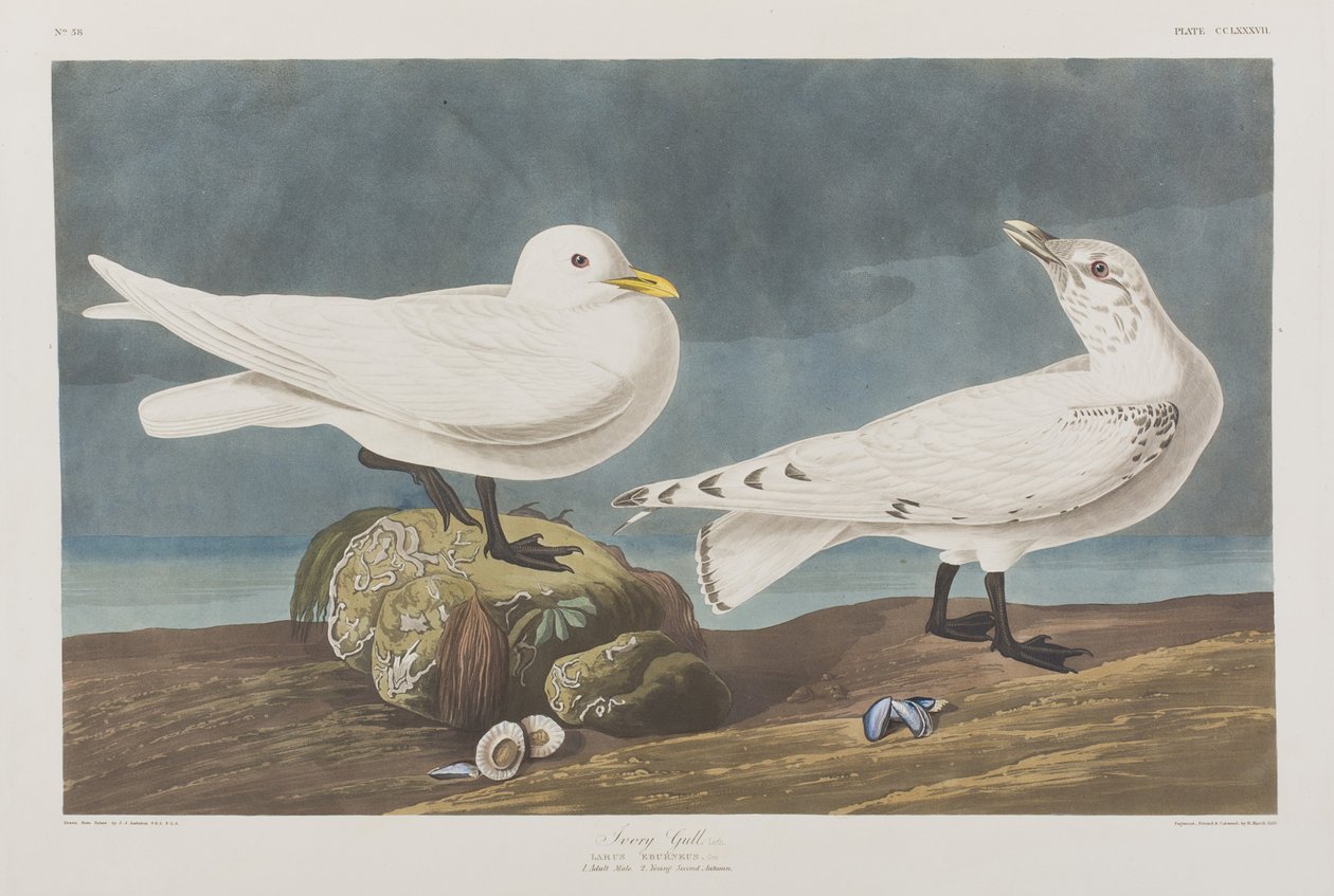 Illusztráció a "Birds of America"-ból alkotó: John James Audubon