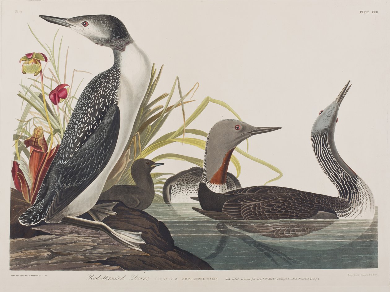 Illusztráció a "Birds of America"-ból alkotó: John James Audubon