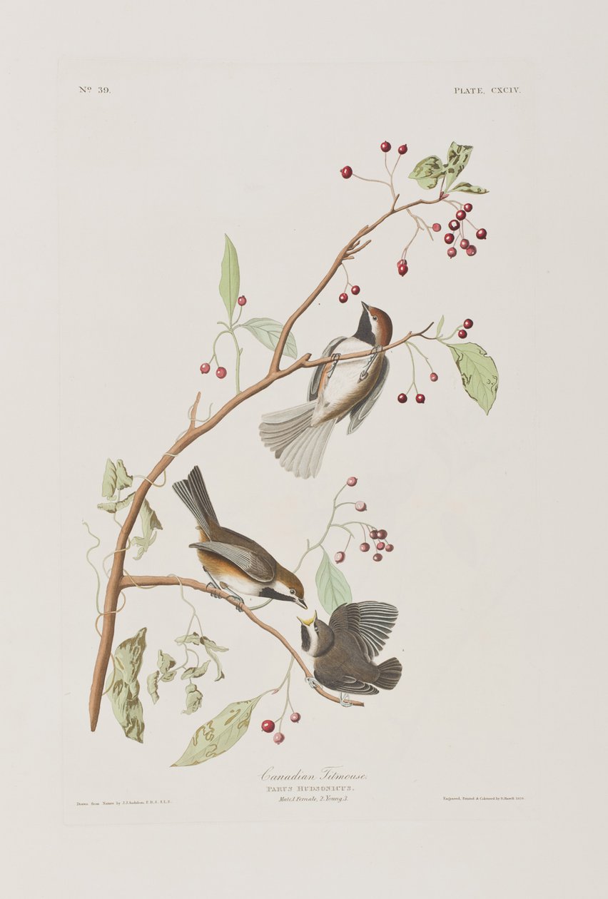 Illusztráció a "Birds of America"-ból alkotó: John James Audubon