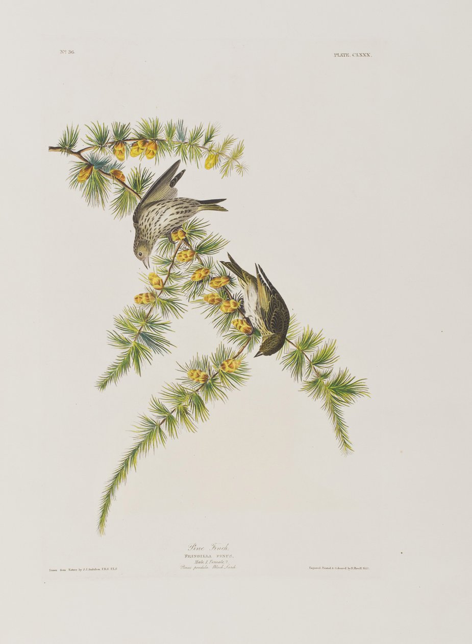 Illusztráció a "Birds of America"-ból alkotó: John James Audubon