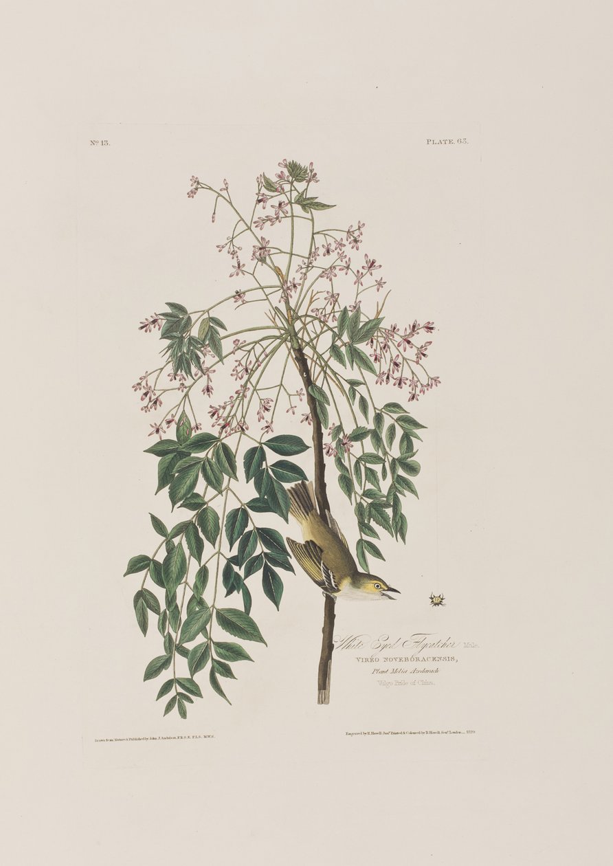 Illusztráció a "Birds of America"-ból alkotó: John James Audubon