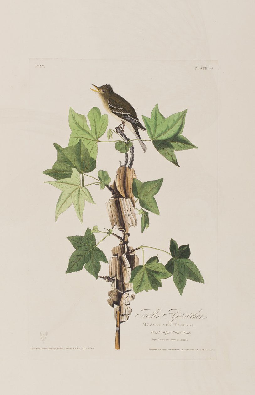 Illusztráció a "Birds of America"-ból alkotó: John James Audubon