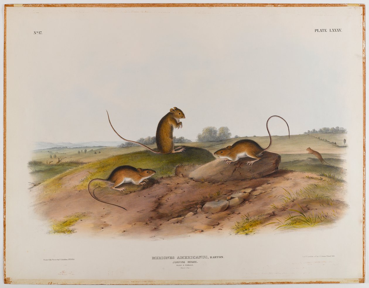 Ugró egér alkotó: John James Audubon