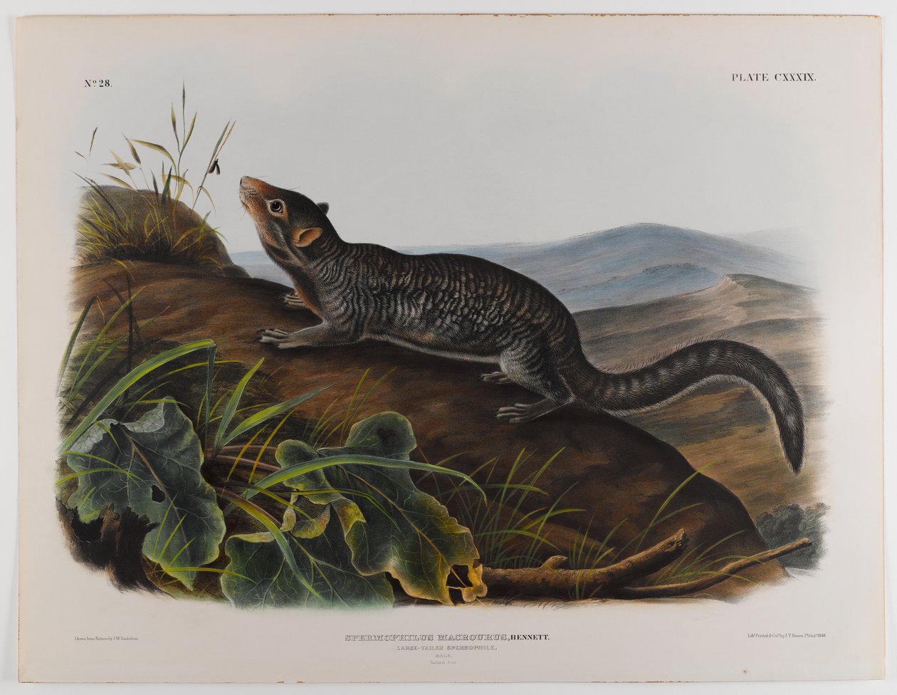Nagyfarkú spermofil alkotó: John James Audubon