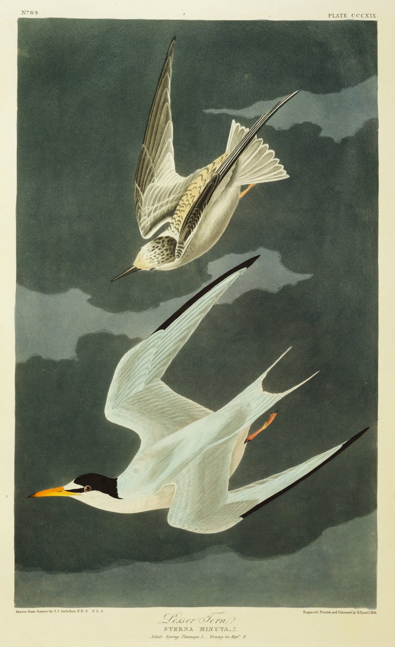 Kiscsér. Kis csér alkotó: John James Audubon