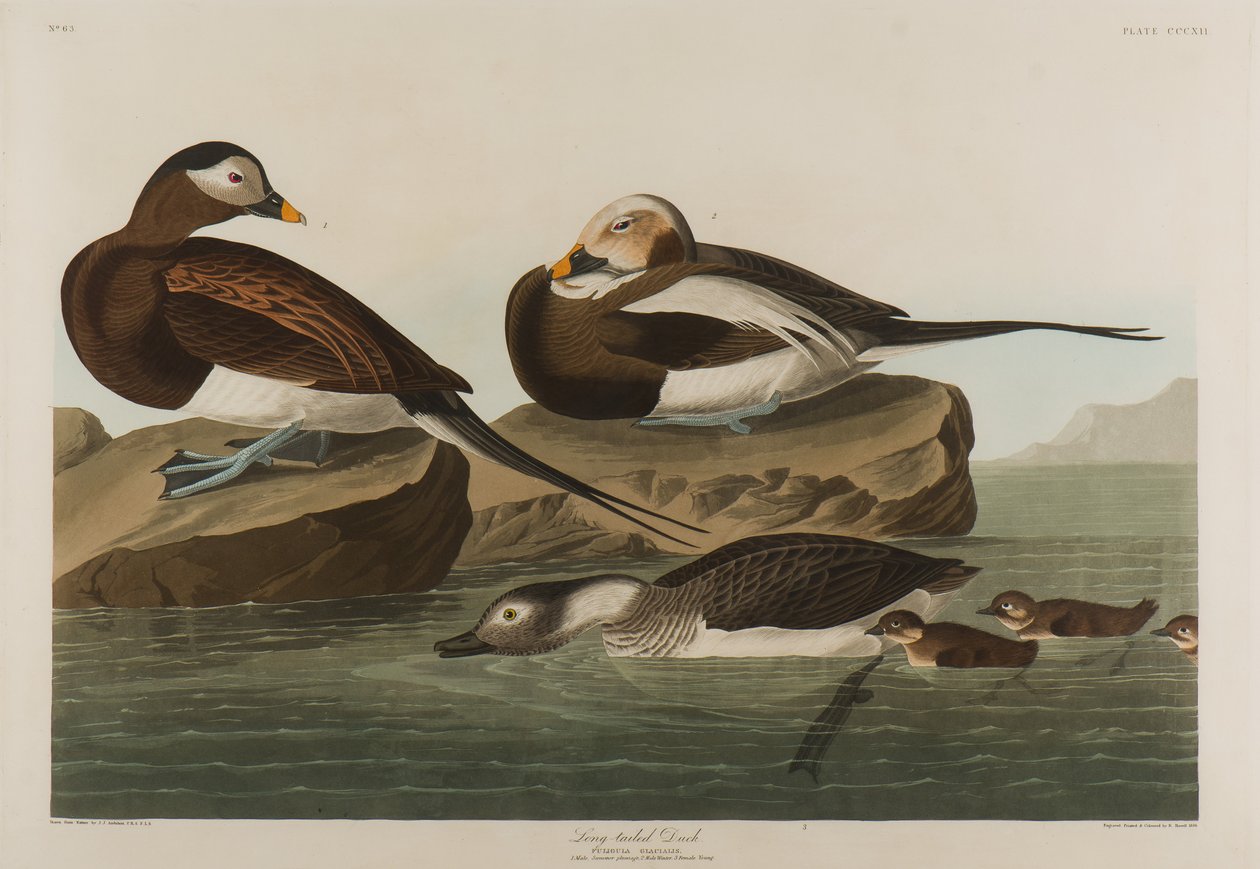 Hosszúfarkú kacsa, 1836 (wc papíron) alkotó: John James Audubon