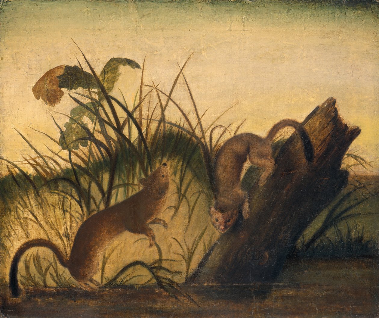Hosszúfarkú menyét, c. 1845. alkotó: John James Audubon